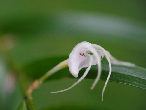 Dendrobium biflorum observed 2023-07-25
