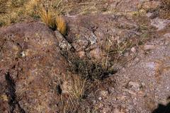 Tetraglochin cristata