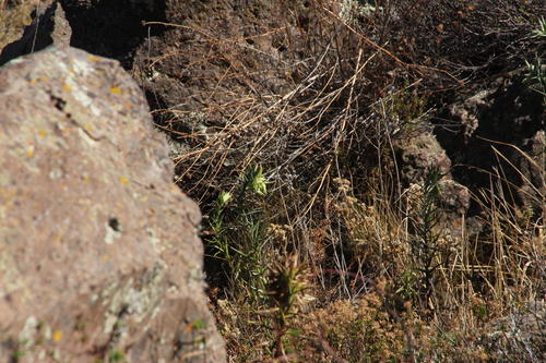 Bomarea involucrosa (Bomarea involucrosa)