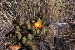 Cumulopuntia boliviana