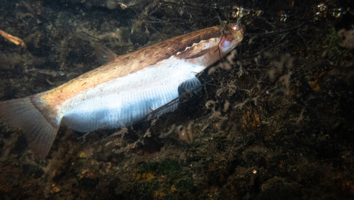 Marbled catfish (Helogenes marmoratus) — Cetopsidae