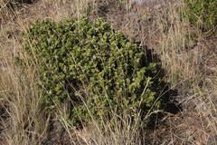 Baccharis papillosa