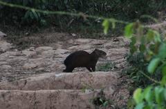 Dasyprocta variegata