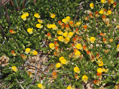 Aspalathus brevicarpa