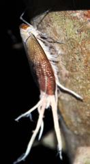 Pterodictya reticularis