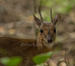 Nesotragus moschatus