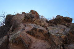 Tillandsia capillaris