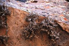 Tillandsia capillaris