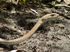 Psammophis mossambicus