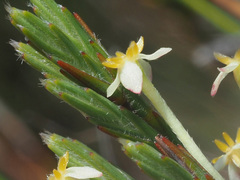 Struthiola ciliata angustifolia