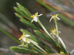 Struthiola ciliata angustifolia