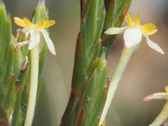 Struthiola ciliata angustifolia