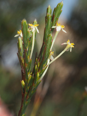 Struthiola ciliata angustifolia