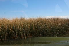 Schoenoplectus californicus