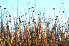 Schoenoplectus californicus