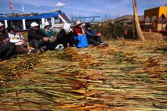 Schoenoplectus californicus