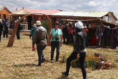 Schoenoplectus californicus