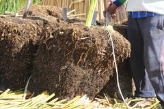 Schoenoplectus californicus