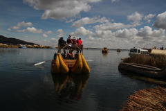 Schoenoplectus californicus