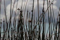 Schoenoplectus californicus