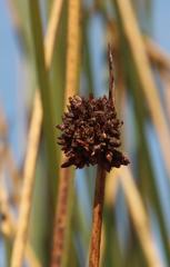 Schoenoplectus californicus