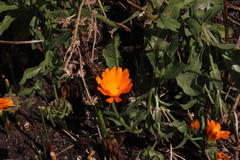 Calendula officinalis