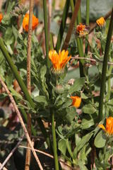 Calendula officinalis