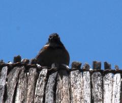 Zonotrichia capensis