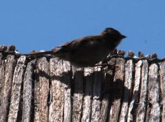 Zonotrichia capensis