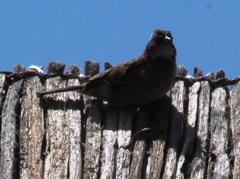 Zonotrichia capensis