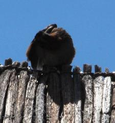 Zonotrichia capensis