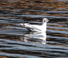 Chroicocephalus serranus