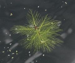 Myriophyllum quitense