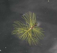 Myriophyllum quitense