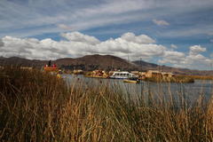 Schoenoplectus californicus