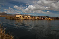 Schoenoplectus californicus