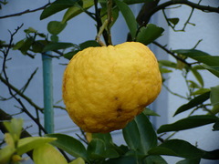 Citrus × junos