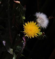 Sonchus