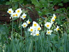 Narcissus tazetta chinensis