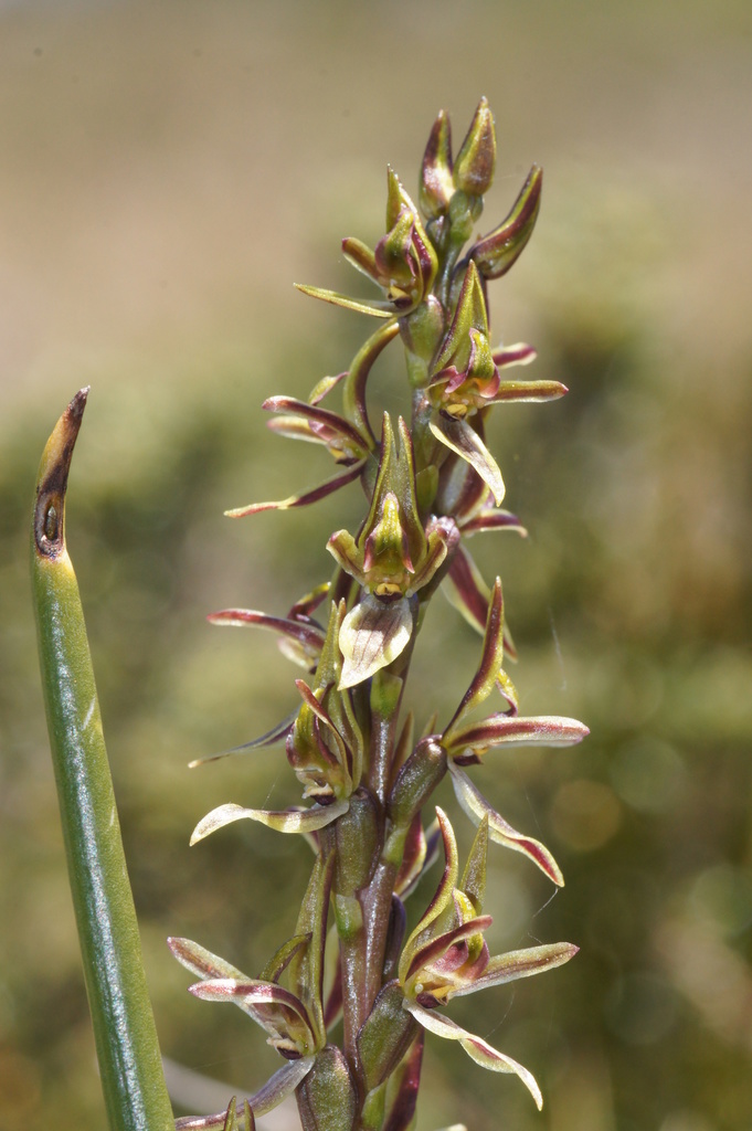 Small Alpine Leek-Orchid