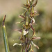 Prasophyllum tadgellianum - Photo (c) Reiner Richter,  זכויות יוצרים חלקיות (CC BY-NC-SA), הועלה על ידי Reiner Richter