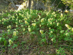 Corydalis bracteata