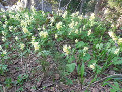 Corydalis bracteata