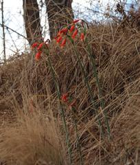 Stenomesson miniatum