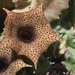 Huernia barbata - Photo (c) Alan Horstmann, some rights reserved (CC BY-NC), uploaded by Alan Horstmann
