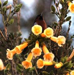 Diglossa brunneiventris