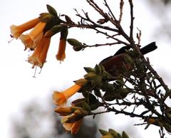 Diglossa brunneiventris