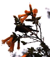 Diglossa brunneiventris