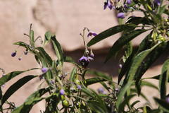 Solanum nitidum
