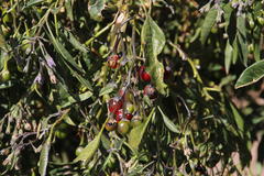 Solanum nitidum